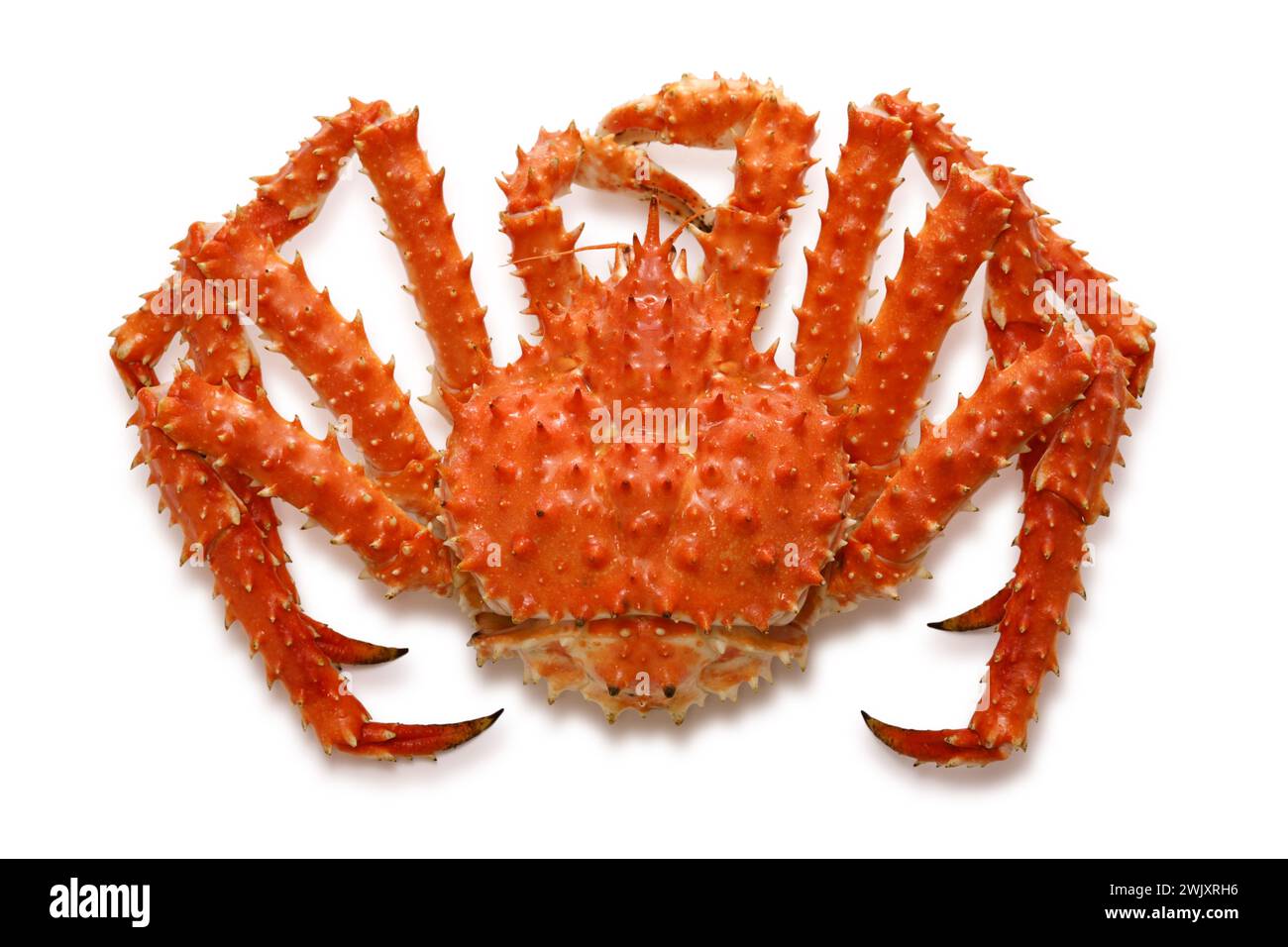 boiled red king crab isolated on a white background Stock Photo