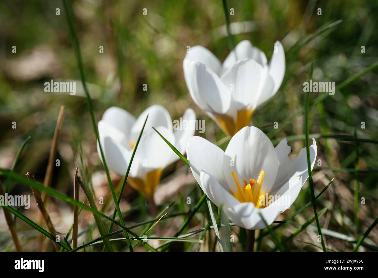 White crocus Miss Vain flowering in February Stock Photo