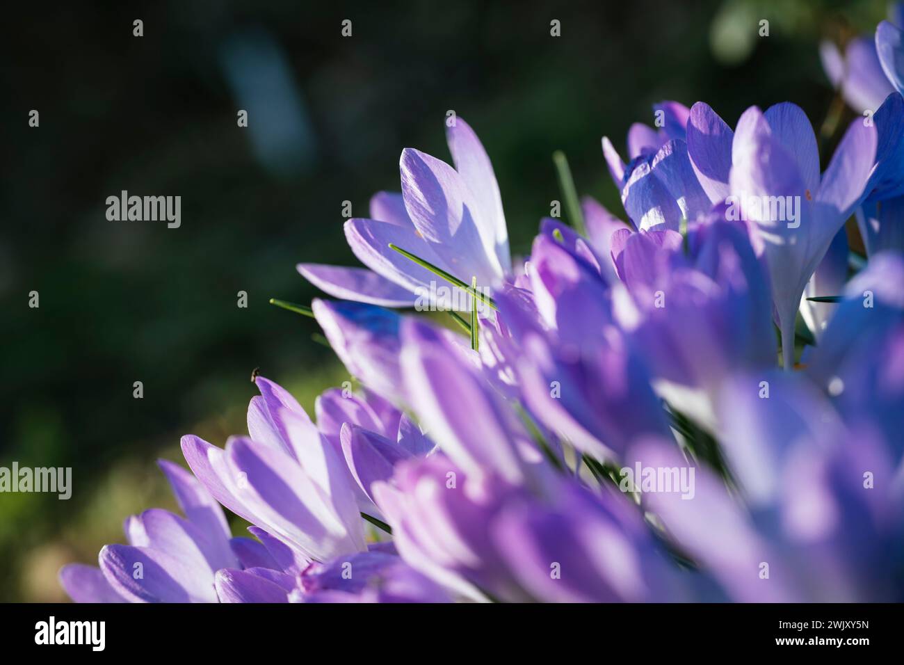 Crocus flowers in February Stock Photo