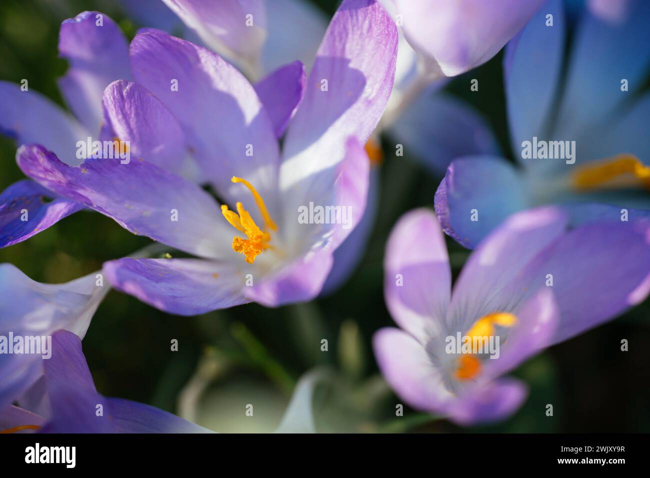 Crocus flowers in February Stock Photo