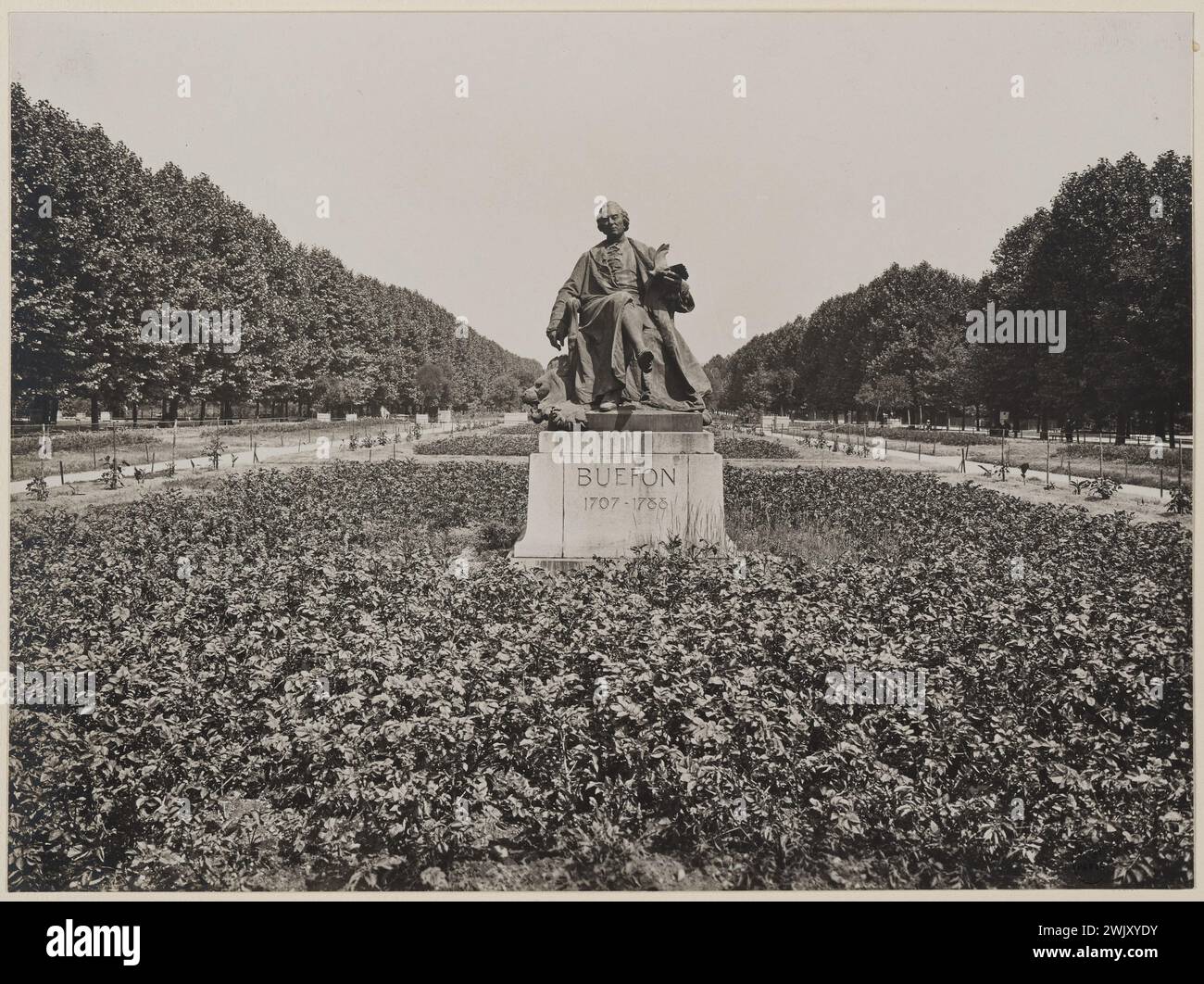 Anonymous, potato plantation, around the Buffon statue of Jean Carlus