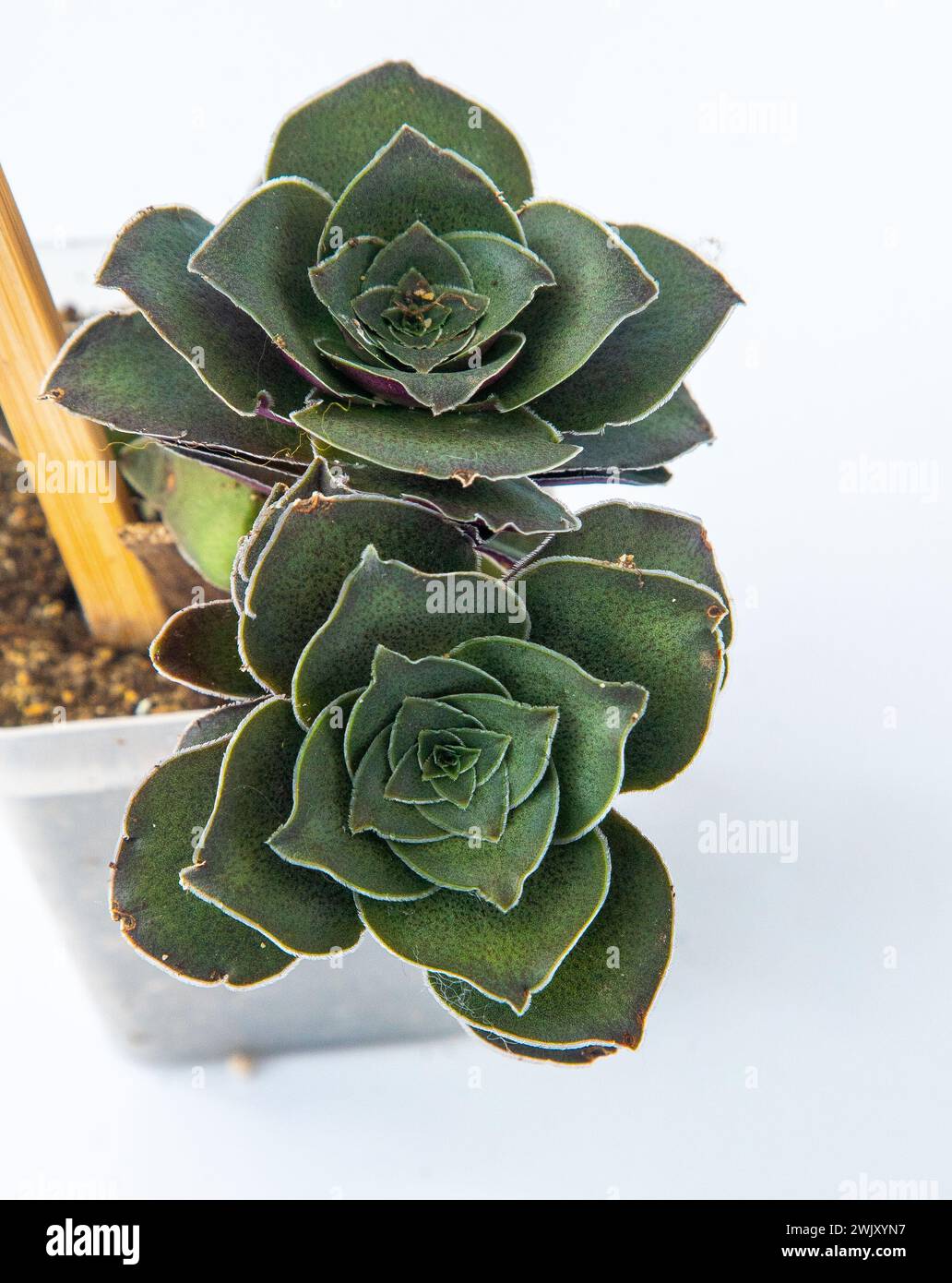 Crassula capitella turrita plant succulent in pot. Green little flower on white background Stock Photo