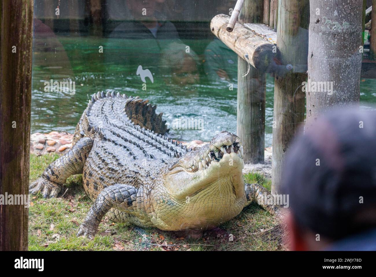 Feeding Maximo, the largest crocodile during a show at the St ...