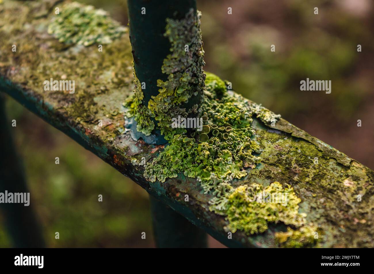 Close-up of an old rusted fence covered in algae and miniature fungus Stock Photo