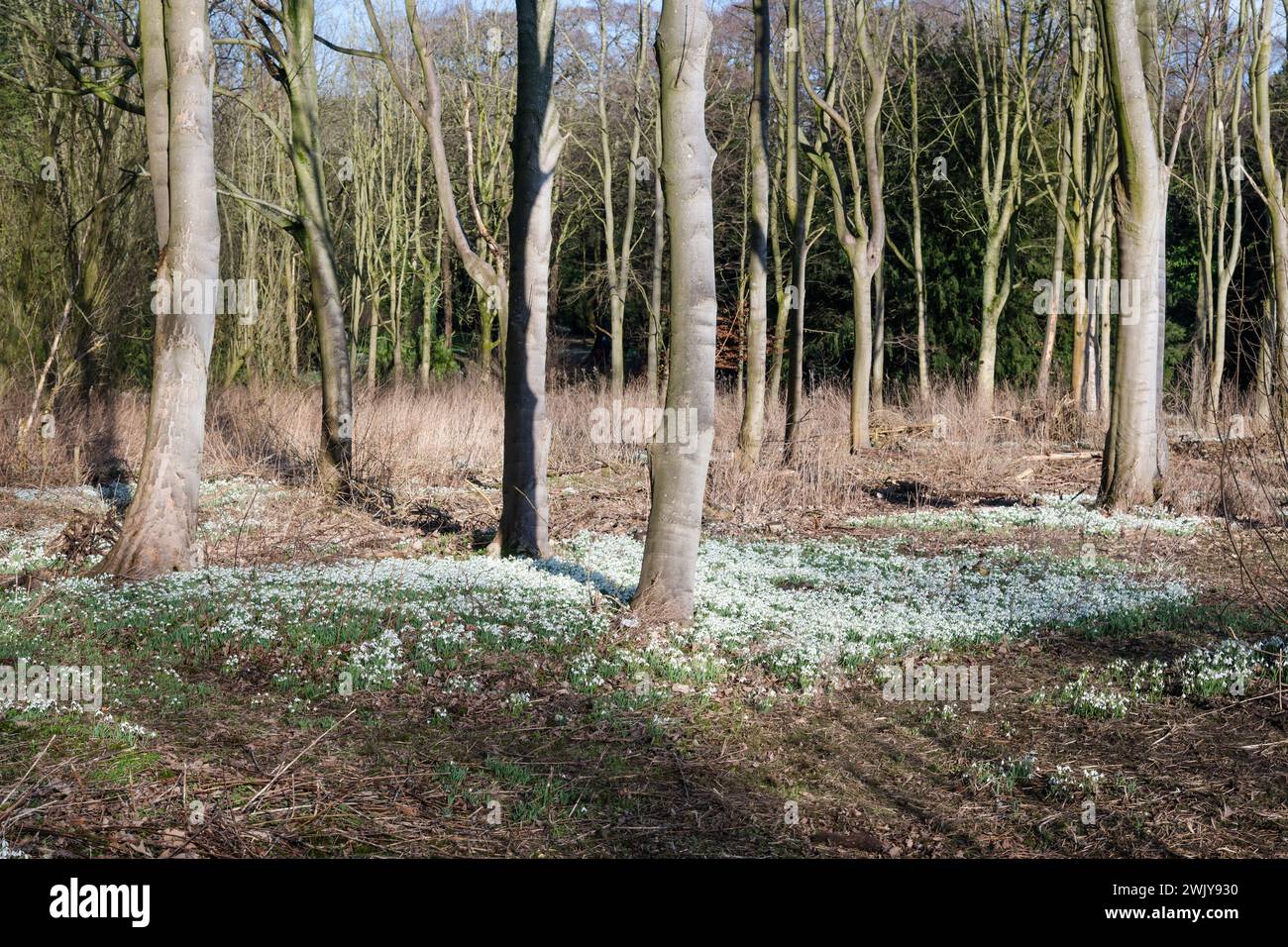 A carpet of woodland snowdrops Stock Photo