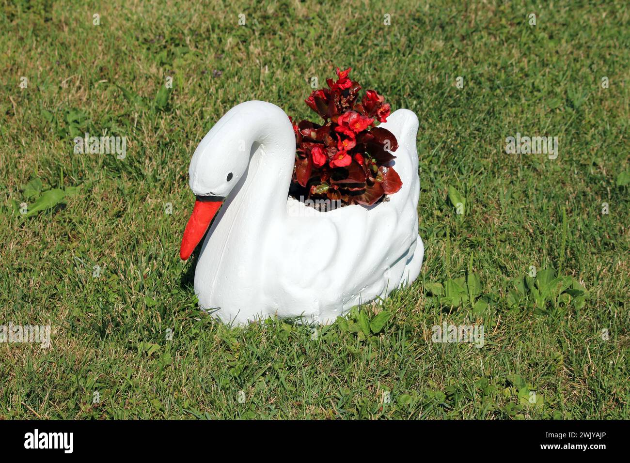Handmade new concrete garden decoration white swan with bright red beak filled with fresh dark red flowers surrounded with uncut grass in family house Stock Photo