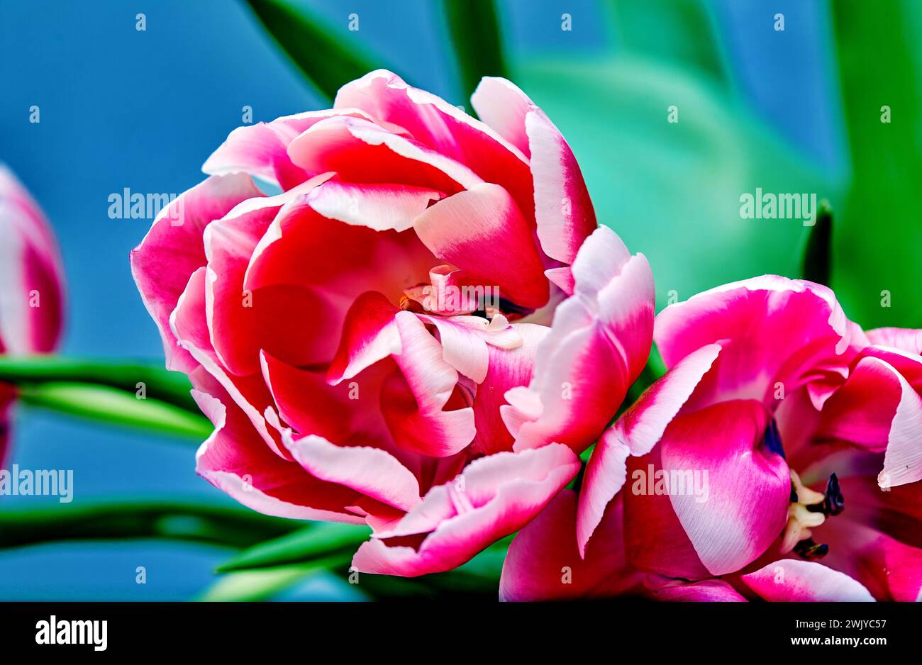 Image of an open tulip bud pink peony columbus Stock Photo