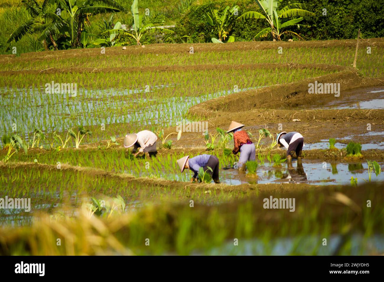 Man carrying rice paddy field hi-res stock photography and images - Alamy