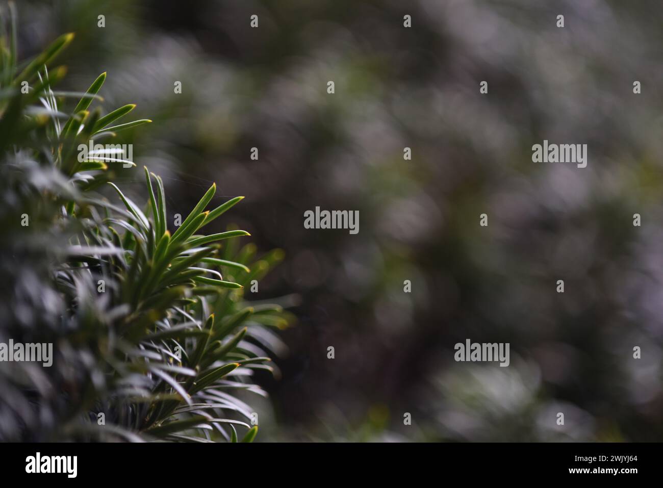 Green blurry nature background with a branch of common yew tree in focus with copy space. Element of design. Stock Photo