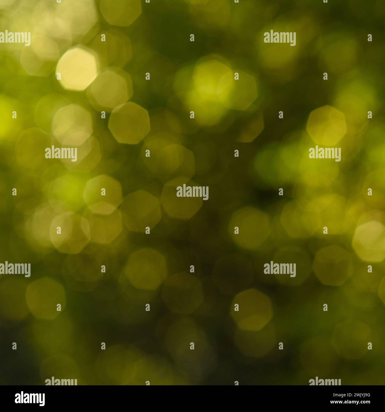 Abstract blurred green nature background with beautiful bokeh. Photographed outdoors using backlighting technique. Element of design. Stock Photo