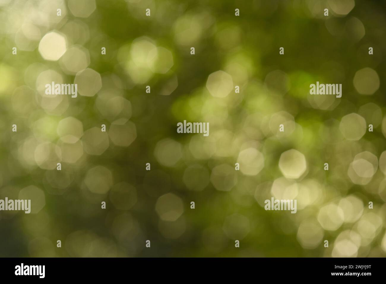 Abstract blurred green nature background with beautiful bokeh. Photographed outdoors using backlighting technique. Element of design. Stock Photo