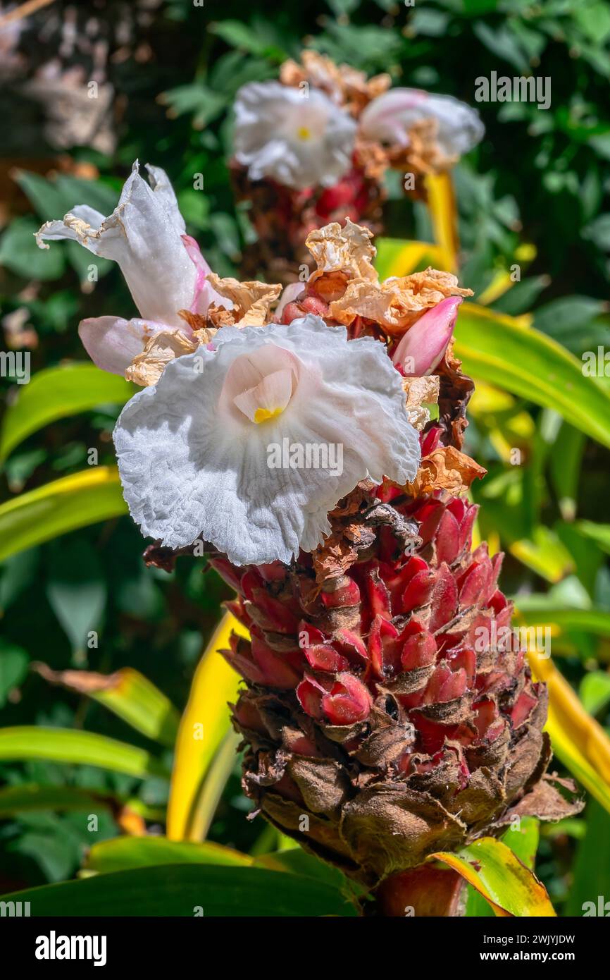 Crêpe ginger (Cheilocostus speciosus), Zingiberaceae. Rhizomatous perennial herb, ornamental plant. white flower. Stock Photo