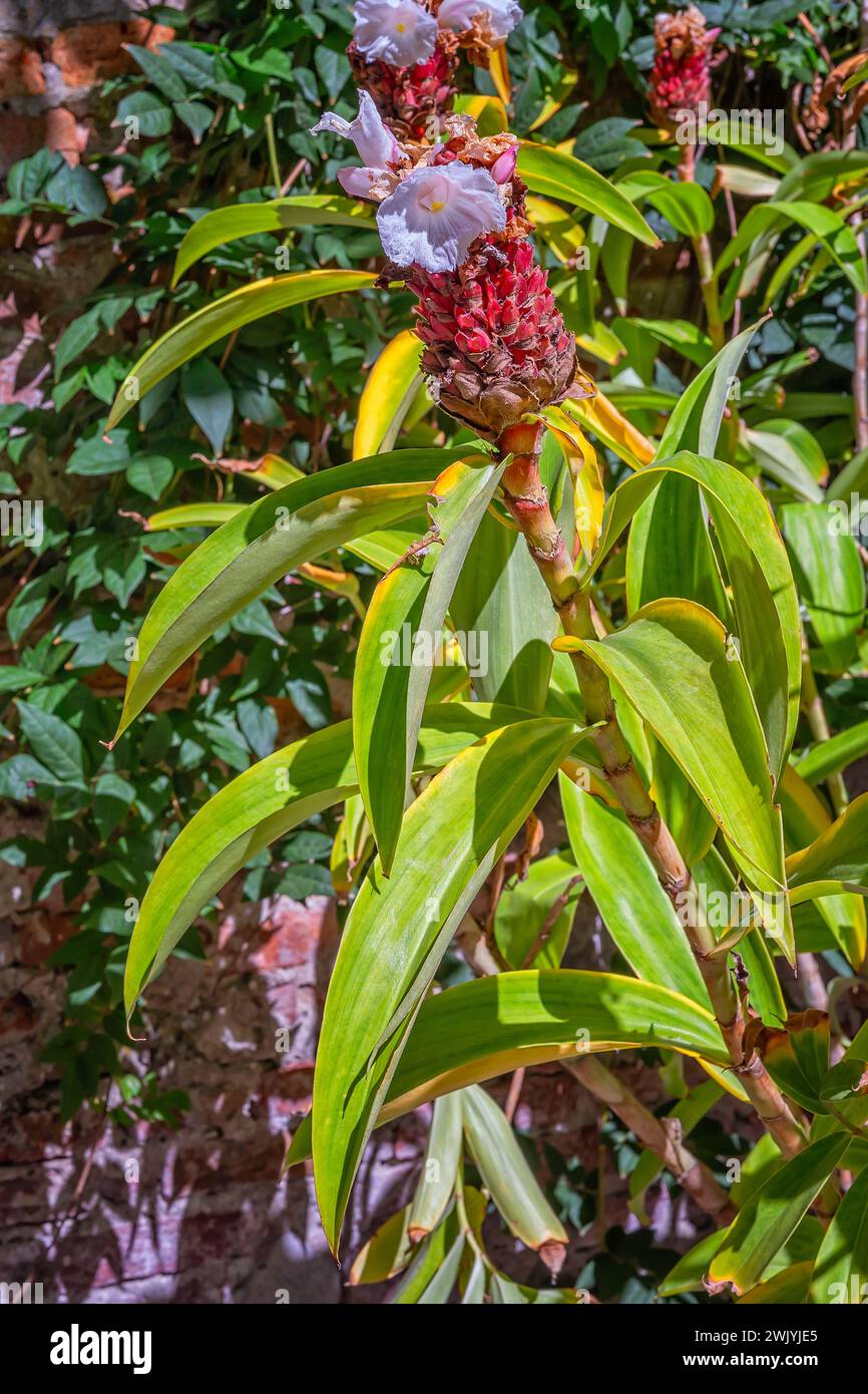 Crêpe ginger (Cheilocostus speciosus), Zingiberaceae. Rhizomatous perennial herb, ornamental plant. white flower. Stock Photo