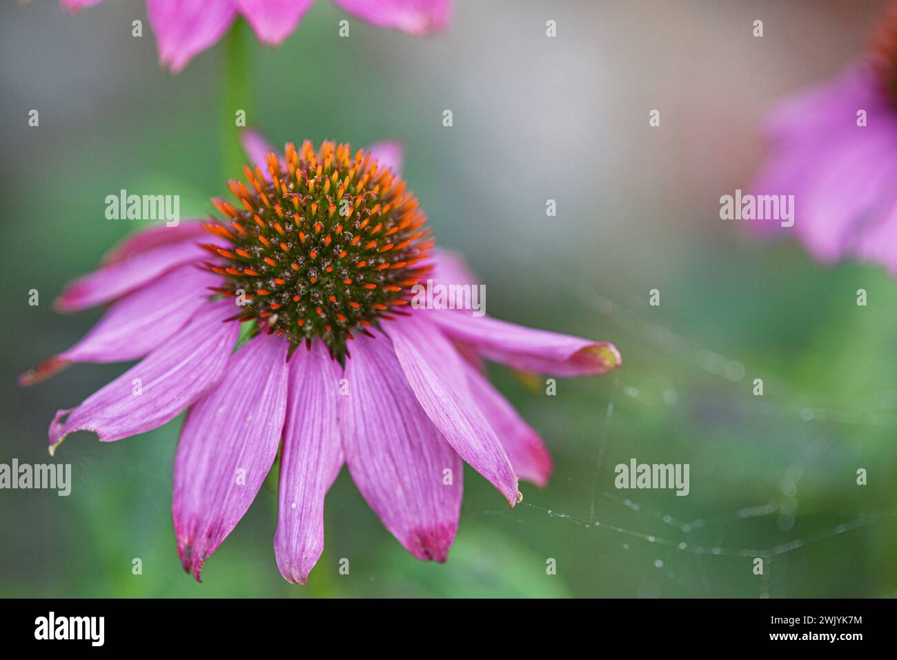Attractive to bees and butterflies,  short-lived echinacea purpurea, or coneflower. Close up photograph of flower head with selective focus on petals. Stock Photo