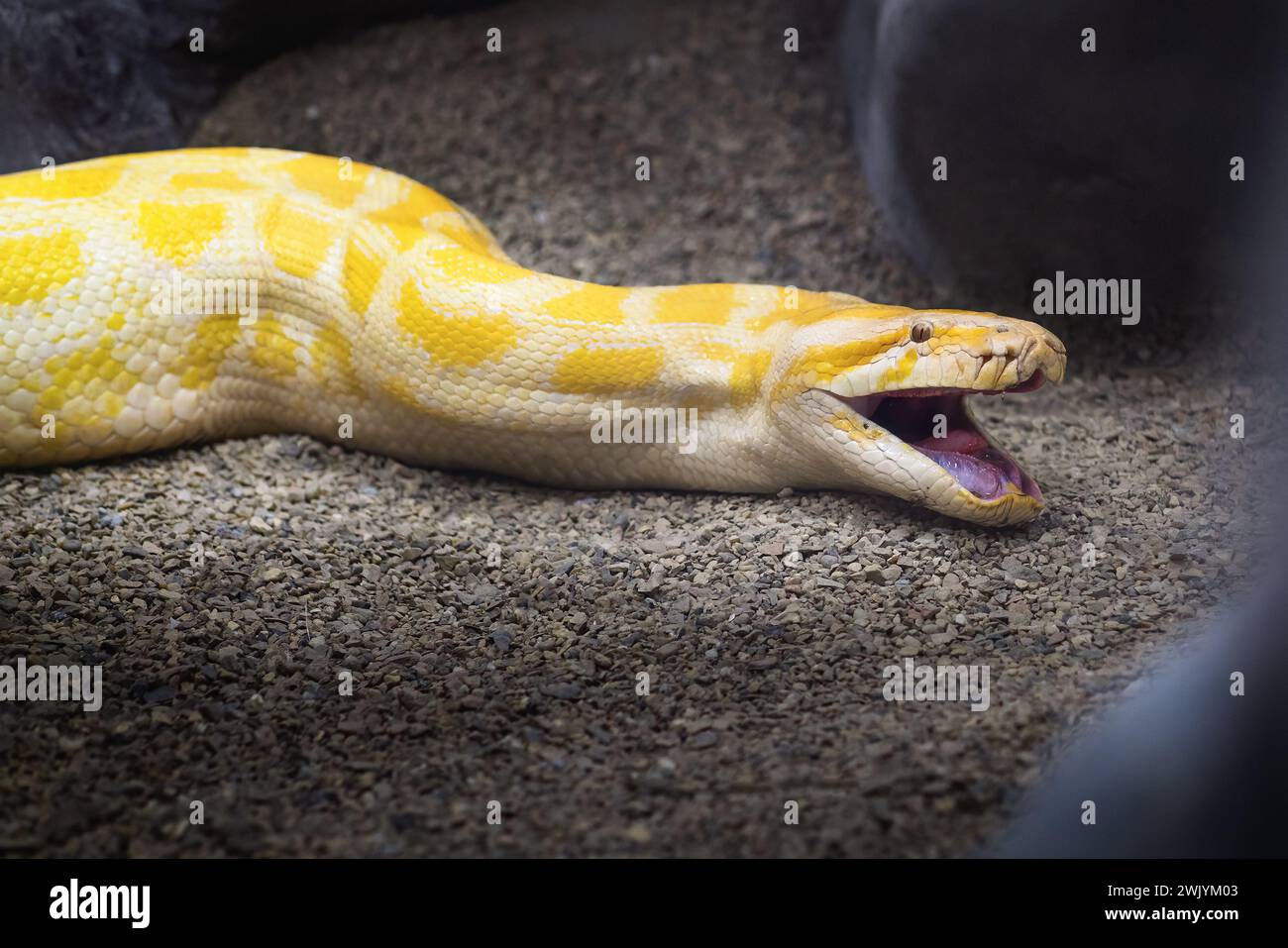 Albino Burmese Python (Python bivittatus) with open mouth Stock Photo