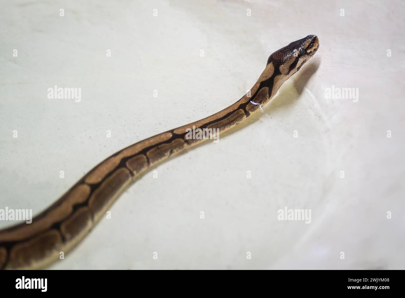 Ball Python snake (Python regius) Stock Photo
