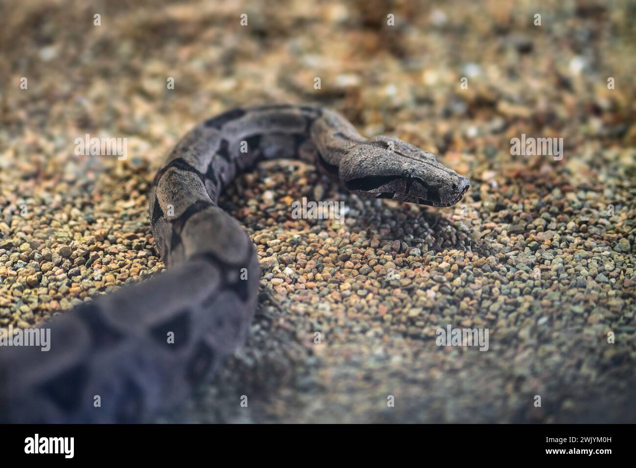 Amaral&rsquo;s Boa snake (Boa constrictor amarali Stock Photo - Alamy