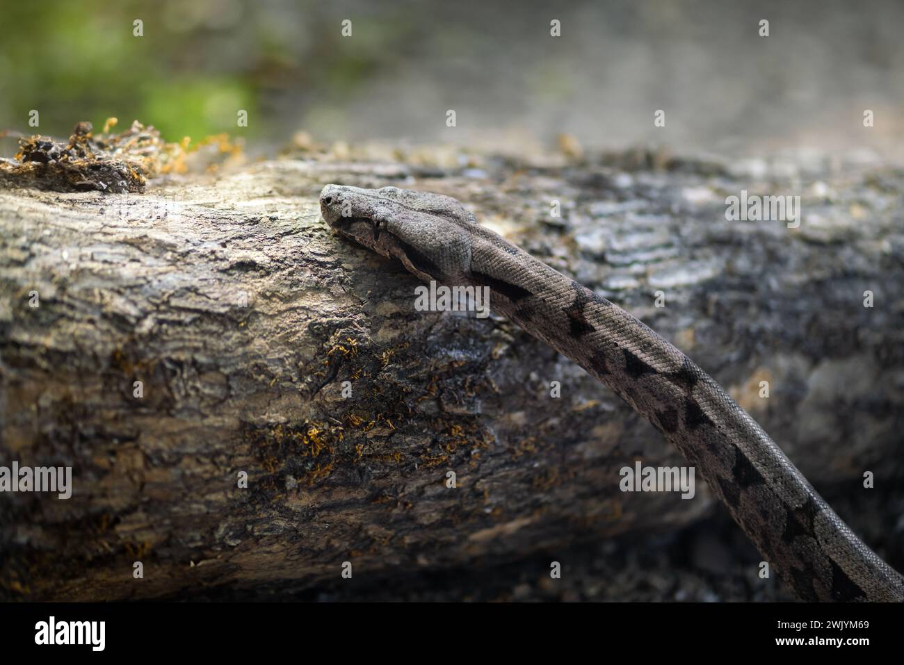 Amaral&rsquo;s Boa snake (Boa constrictor amarali Stock Photo - Alamy