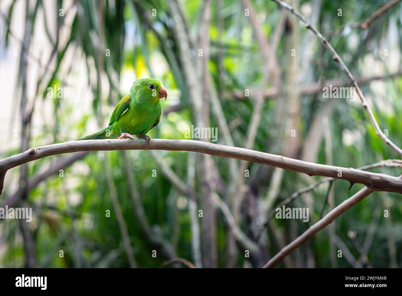 Blue-winged Parrotlet bird (Forpus xanthopterygius) Stock Photo