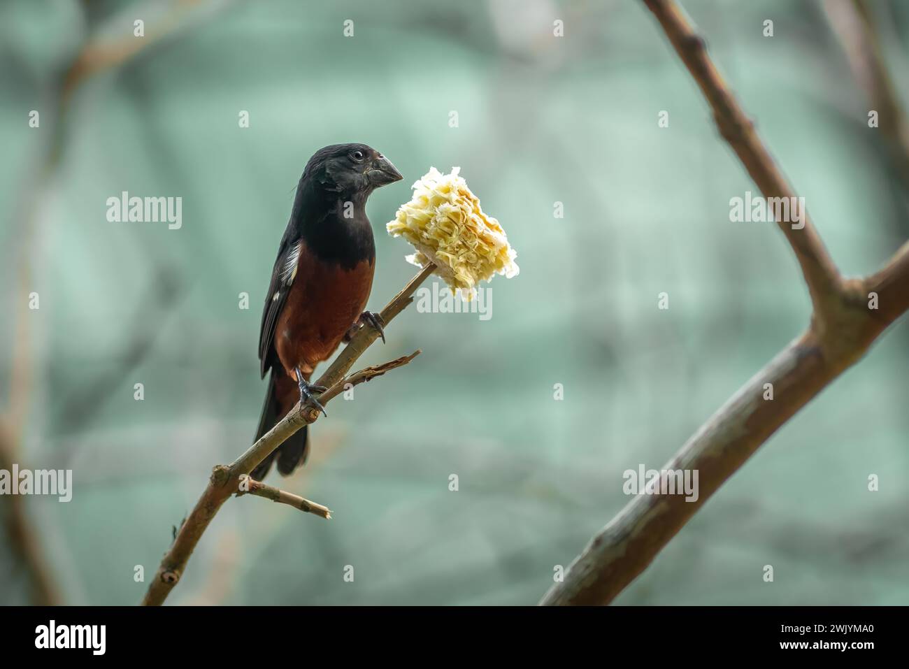 Male Chestnut-bellied Seed Finch (Sporophila angolensis) Stock Photo