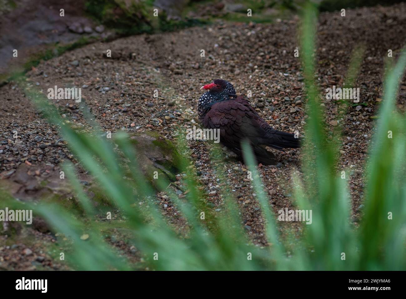 Scaled wing hi-res stock photography and images - Alamy