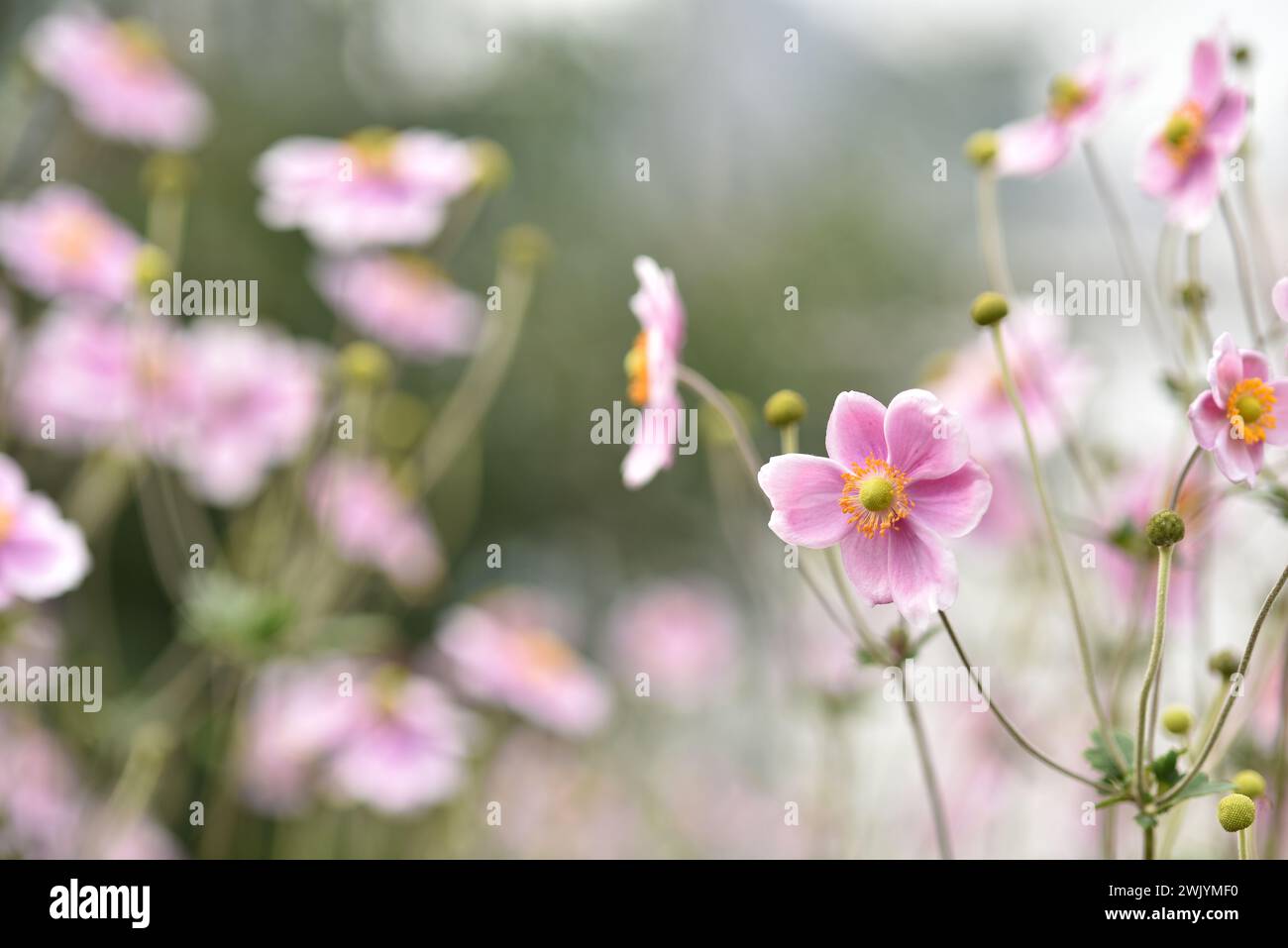 Japanese anemone plant, or thimbleweed, blooms with saucer-shaped flowers. Floral wall art or background. Stock Photo