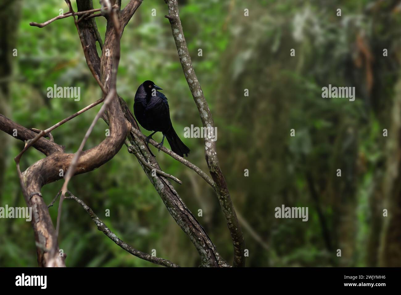 Giant Cowbird (Molothrus oryzivorus) - blackbird Stock Photo - Alamy