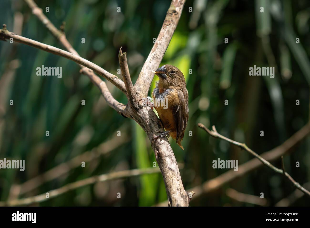 Female Chestnut-bellied Seed Finch (Sporophila angolensis) Stock Photo