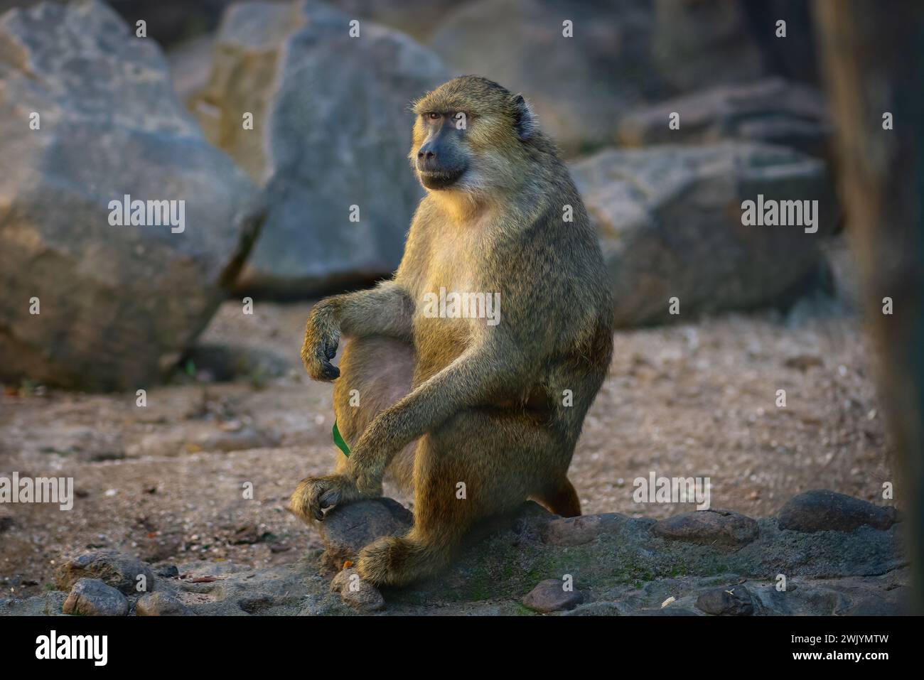 Olive Baboon (Papio anubis) - Old World monkey Stock Photo