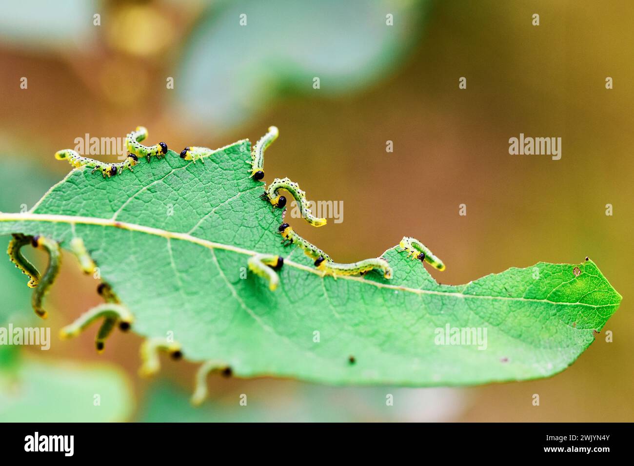 Box tree caterpillar hi-res stock photography and images - Alamy