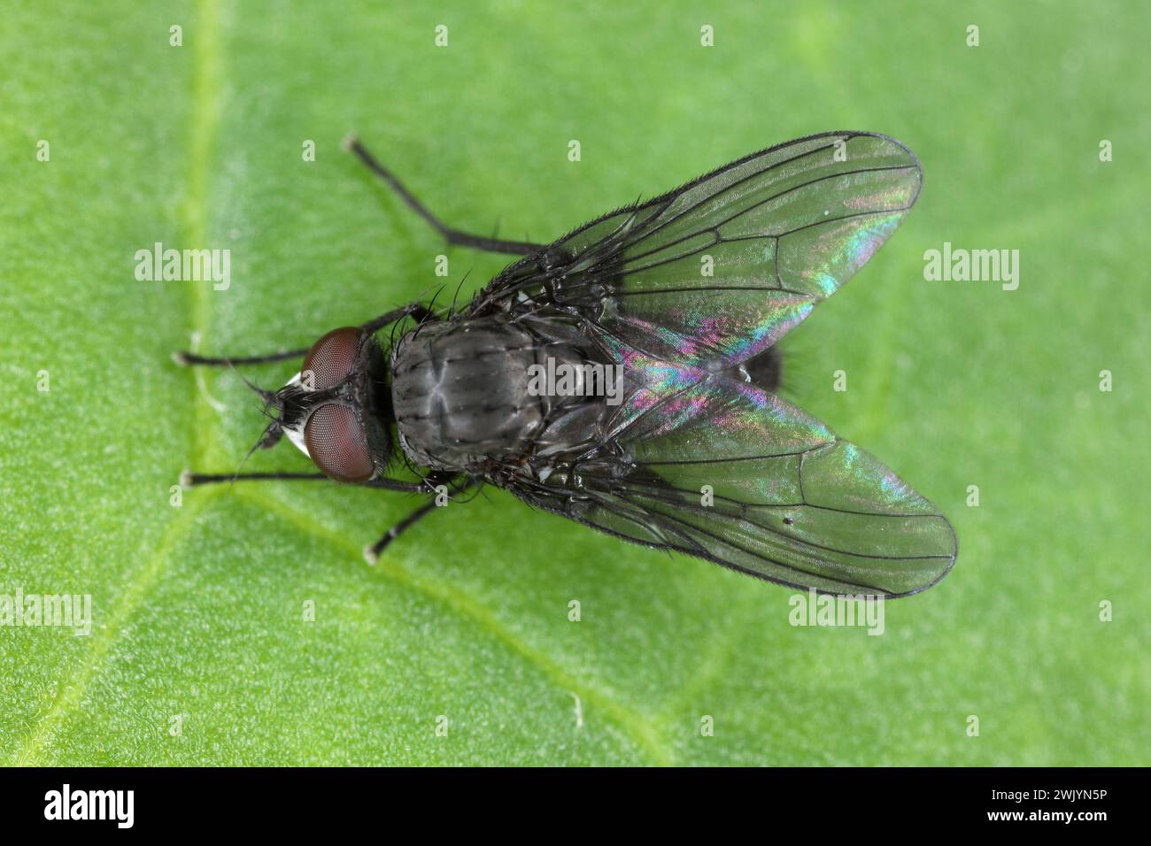 Spring fly (Phorbia fumigata, synonym P. securis). Live on grasses