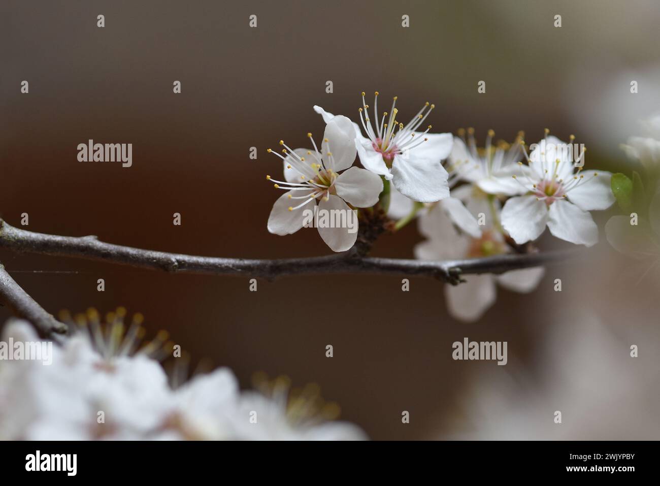 Cherry plum tree to flower in spring. The focus of close up on details of the white flowers with petals and stamens. Concept of hope. Stock Photo