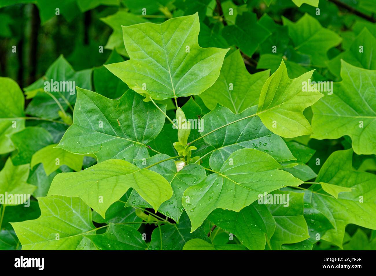 Newly opened bright green leaves on a tulip tree or poplar branch closeup view with raindrops on the surface of the leaves in springtime Stock Photo