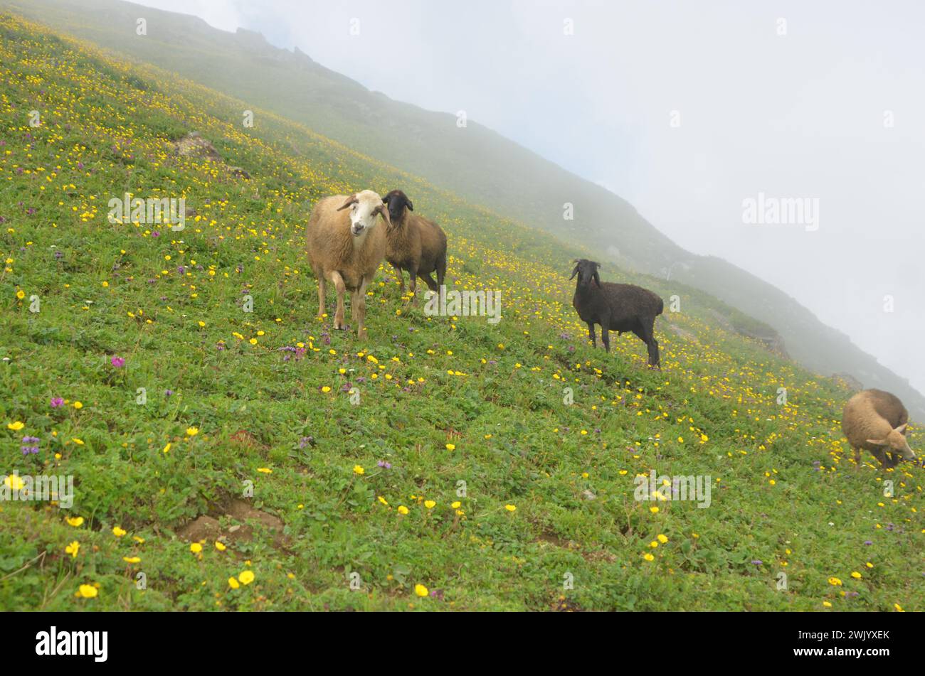 Sheeps grazzing in pastures Stock Photo