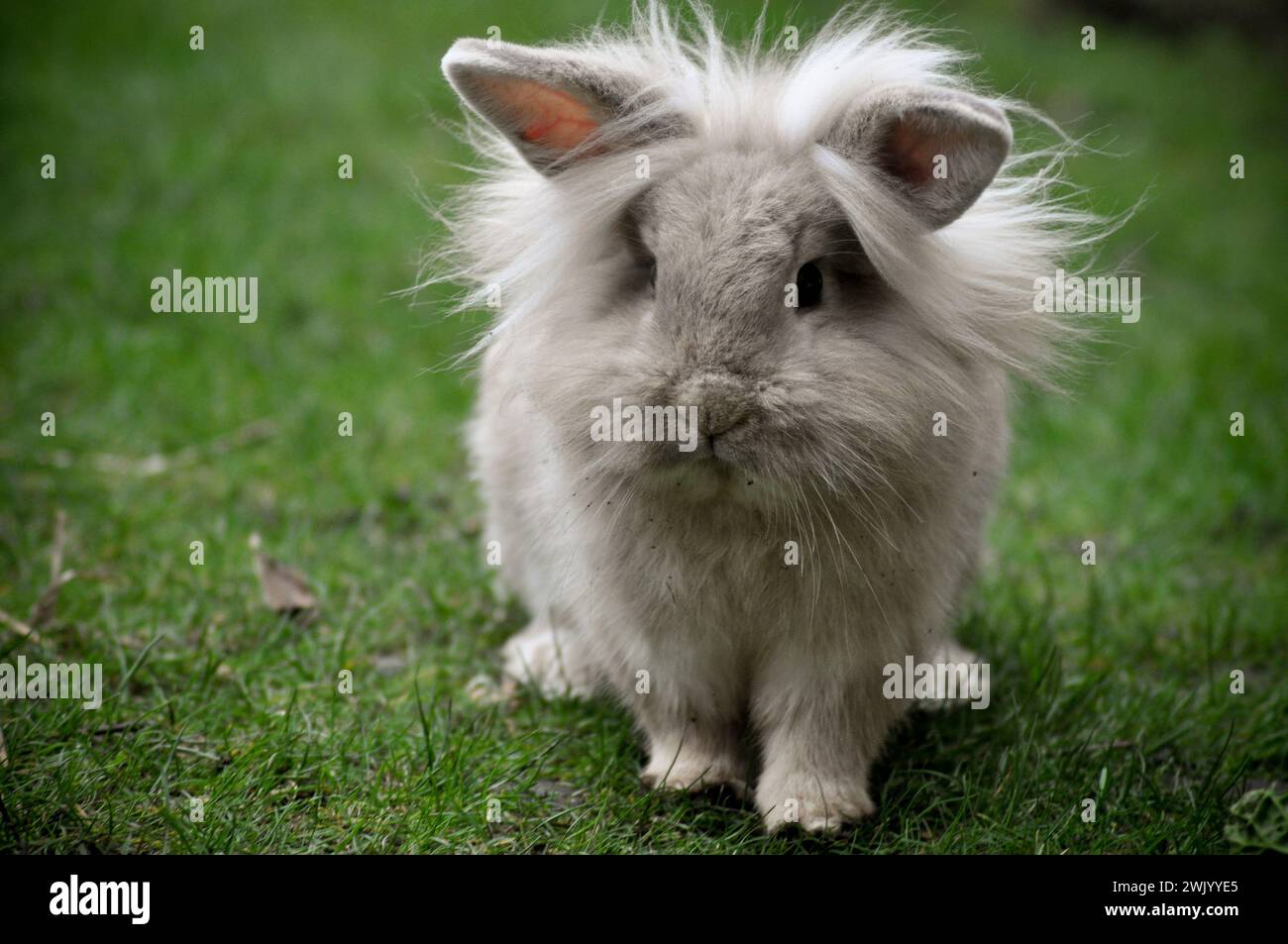 Young sandy coloured dwarf Lion Head rabbit in a garden Stock Photo