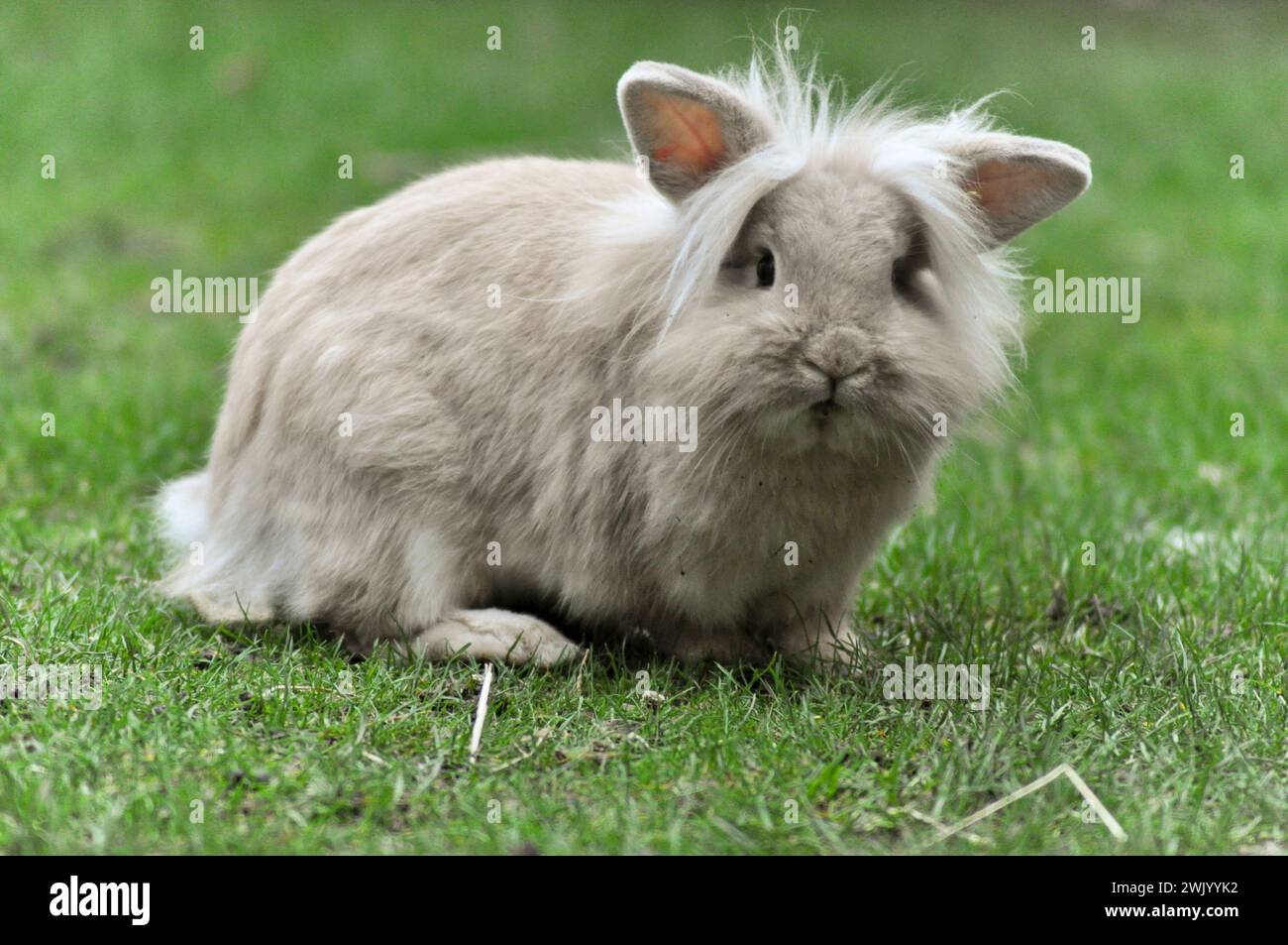 Young sandy coloured dwarf Lion Head rabbit in a garden Stock Photo