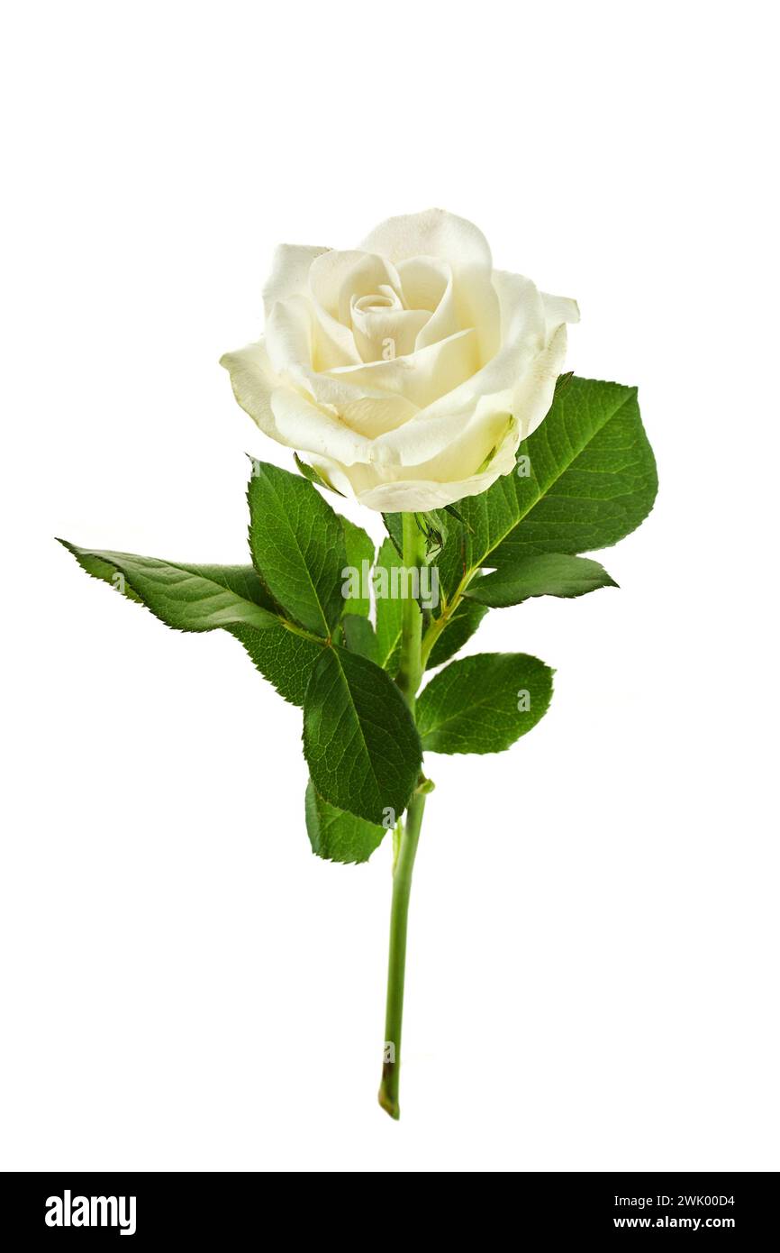 White rose isolated on white background Stock Photo - Alamy