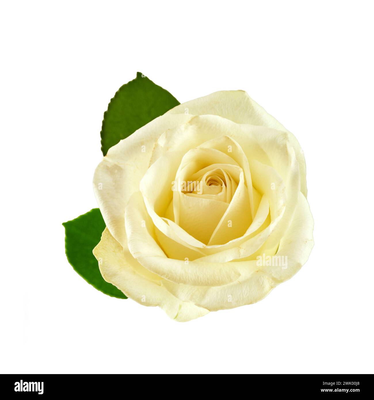 White rose isolated on white background Stock Photo - Alamy