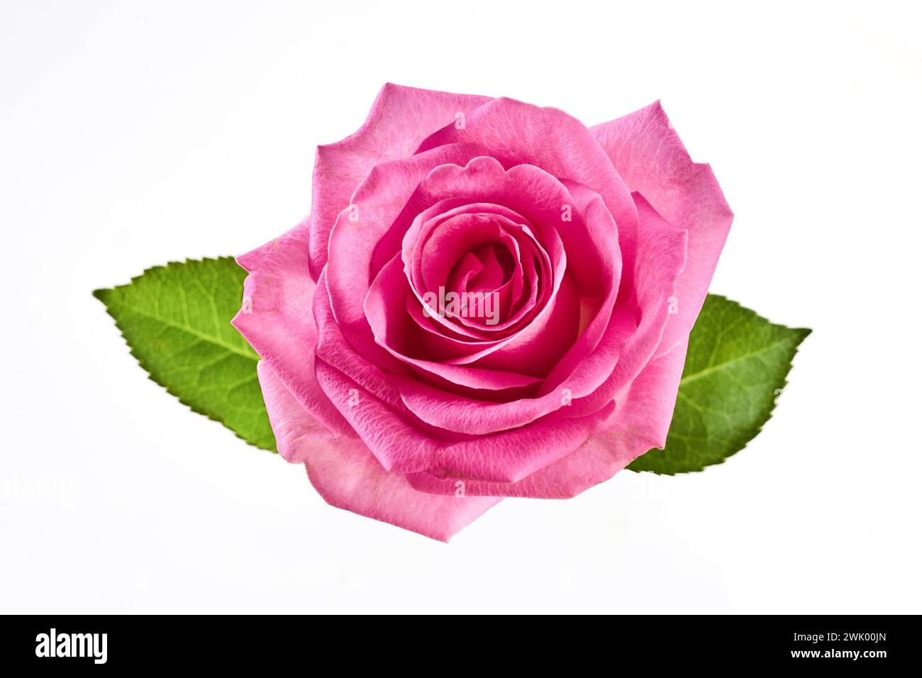 Beautiful pink rose isolated on white background Stock Photo - Alamy