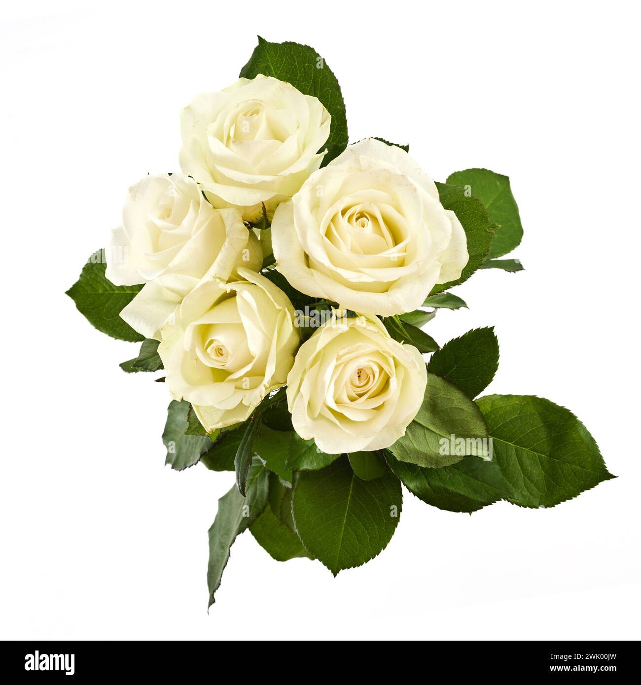 White rose flowers isolated on white background Stock Photo - Alamy