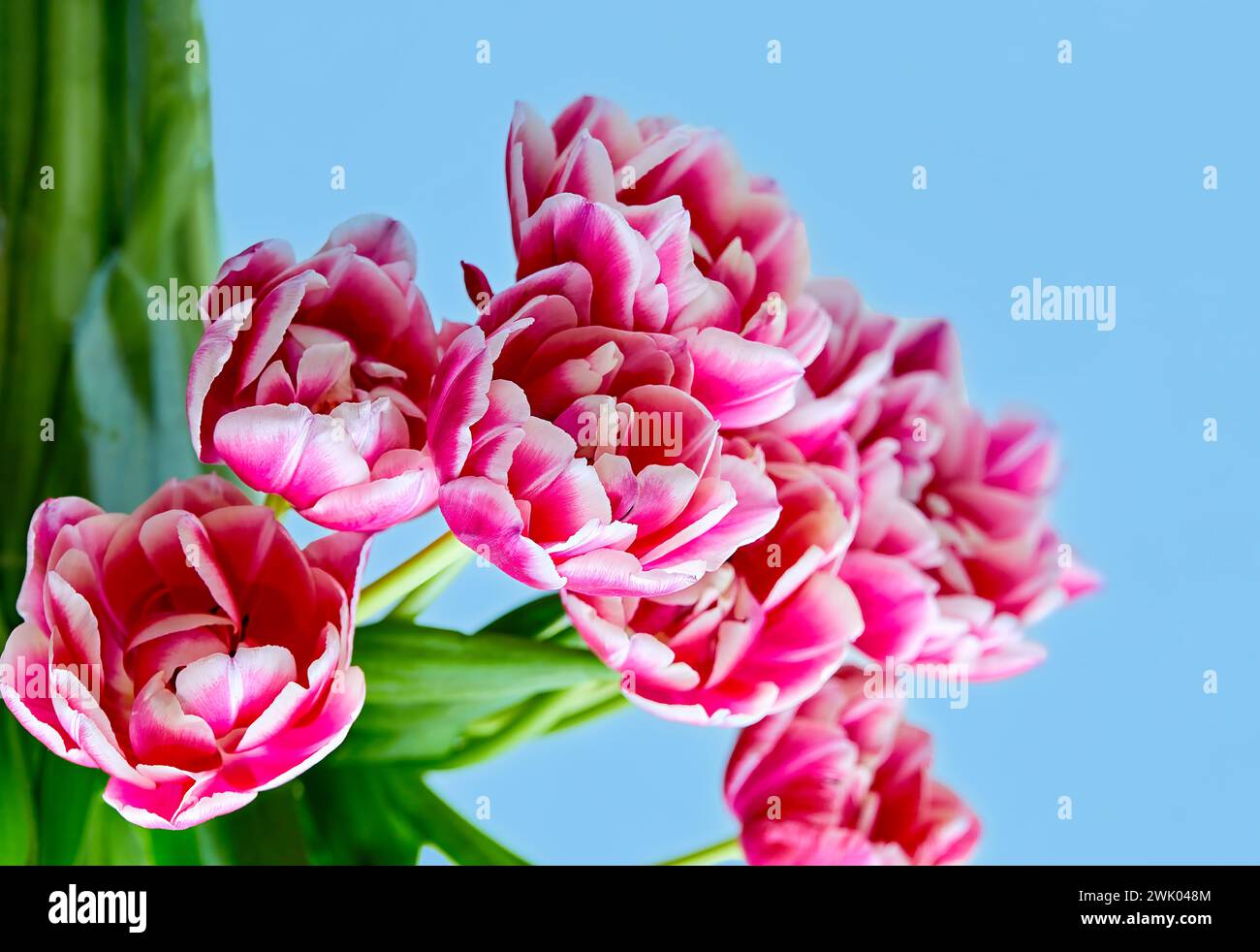 Image of a bouquet of open pink tulips Columbus Stock Photo
