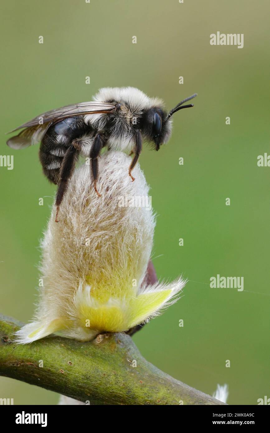 Natural vertical closeup on a female Gray-backed mining bee, Andrena vaga, sitting on top of a Goat Willow catkin Stock Photo