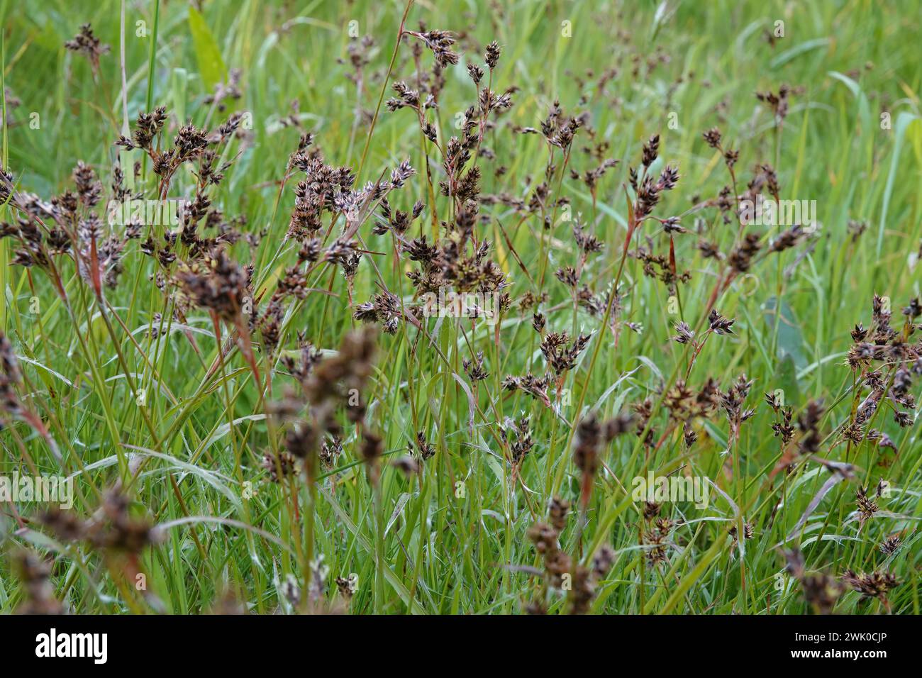 Natural lcoseup on a field wood-rush, Good Friday grass or sweep's brush , Luzula campestris Stock Photo