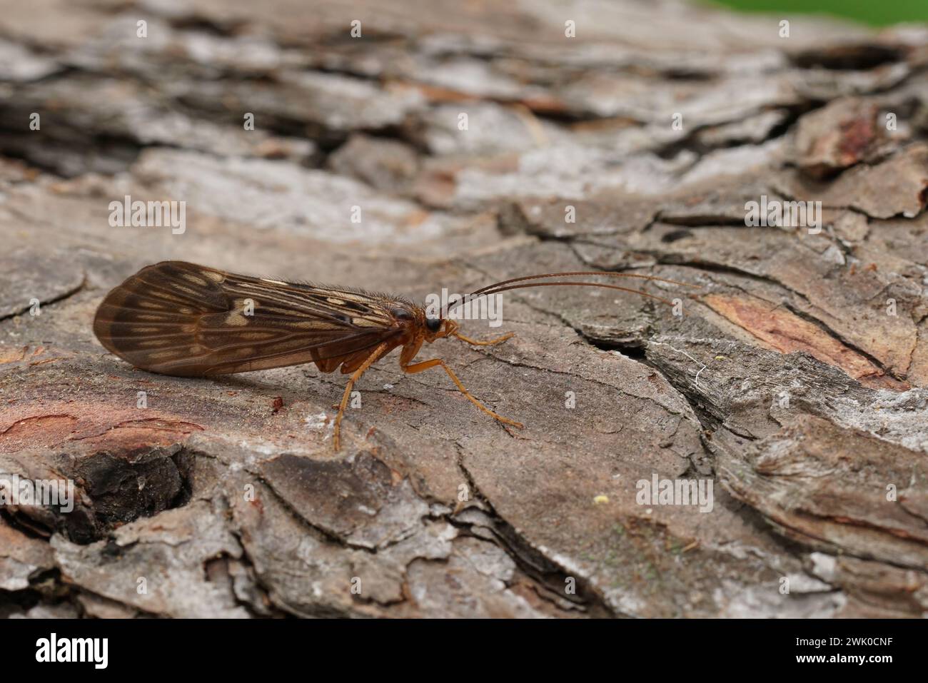 Natural closeup on an Austrian caddisfly , Potamophylax sitting on wood Stock Photo