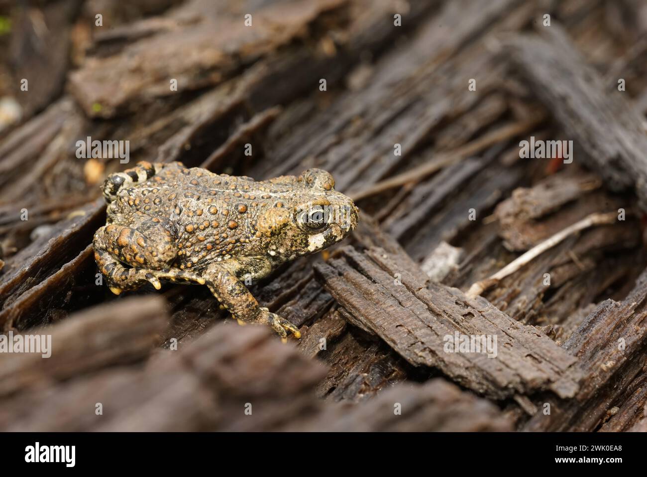 Natural close up on a juvenile Western toad, Anaxyrus boreas, sitting on the forest floor Stock Photo