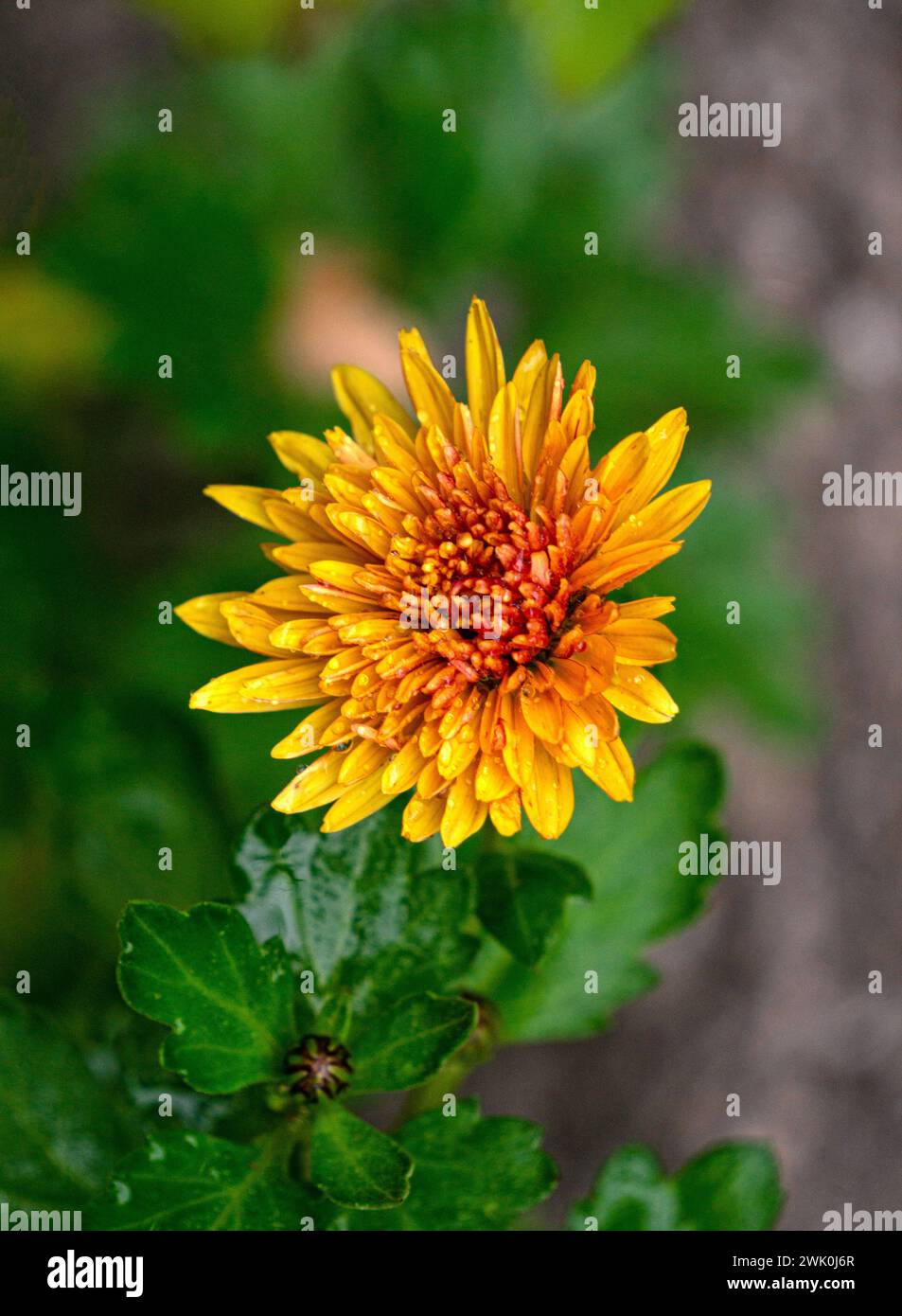 Orange chrysanthemum flowers hi-res stock photography and images - Alamy