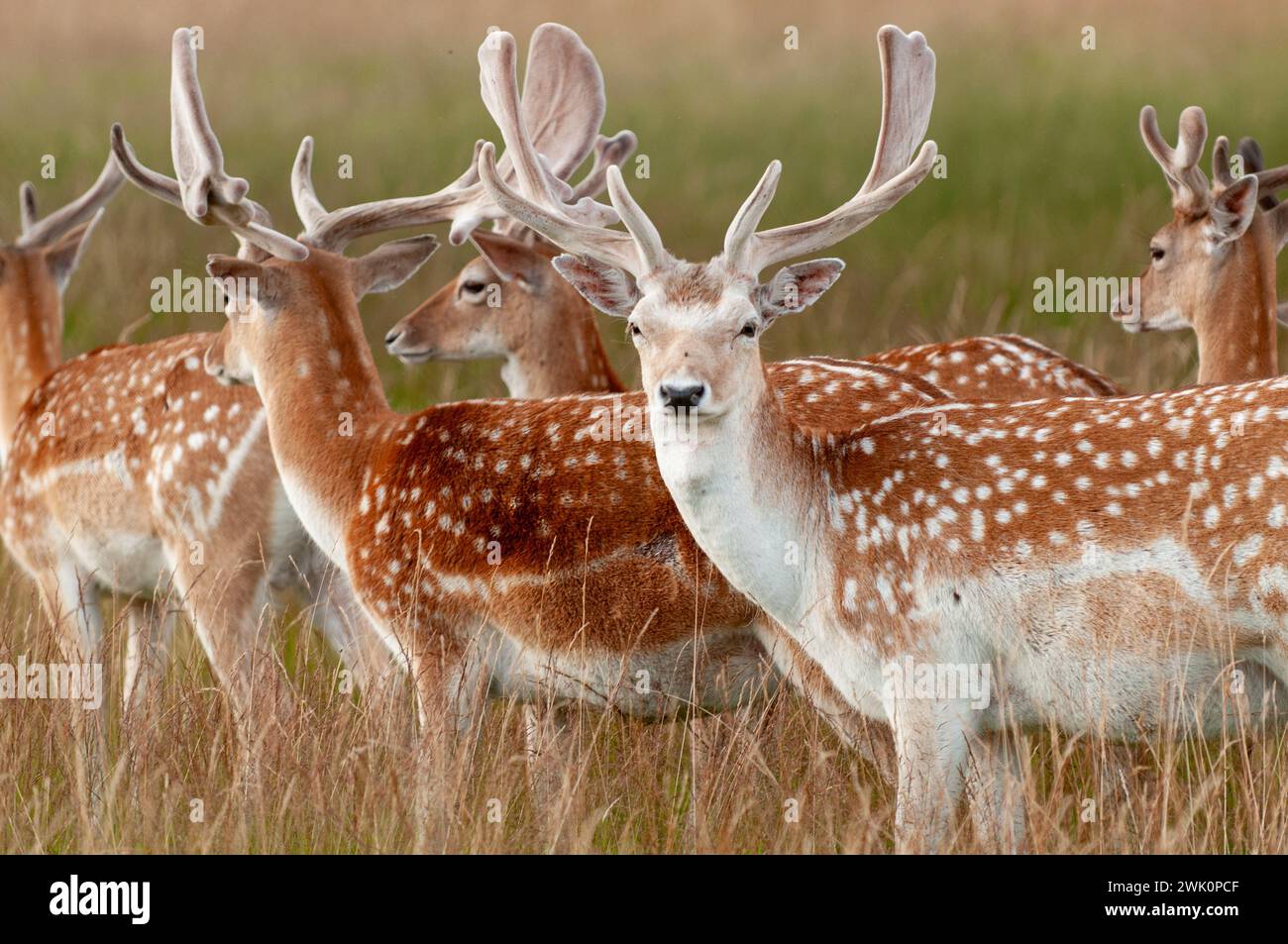 Richmond Park is a National Nature Reserve and home to over 630 red and fallow deer who have been roaming freely since 1637 Stock Photo