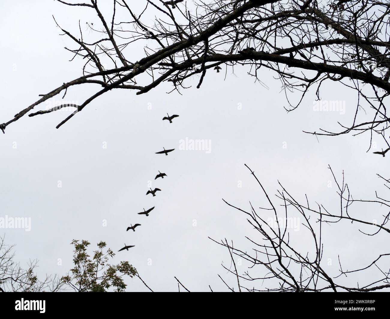Birds flying high in the sky hi-res stock photography and images - Alamy