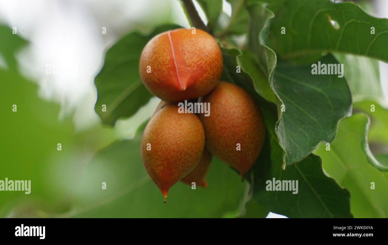 Bunchosia glandulifera (peanut butter fruit, caferana, falso guarana