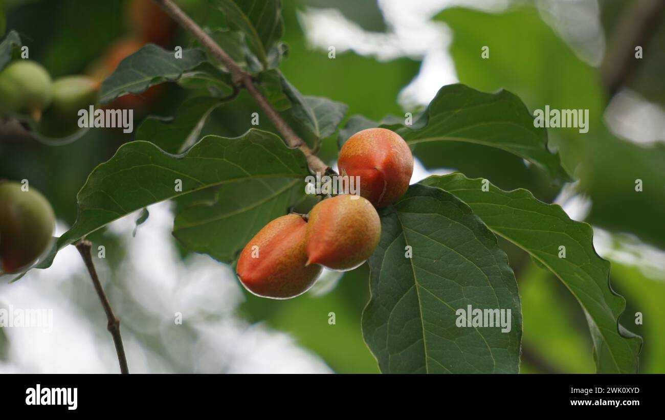 Bunchosia glandulifera (peanut butter fruit, caferana, falso guarana